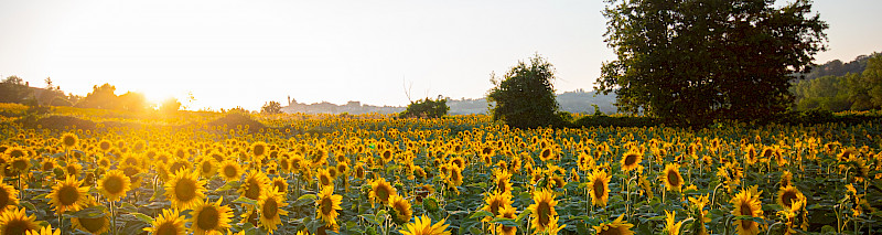 Header_sunflowers